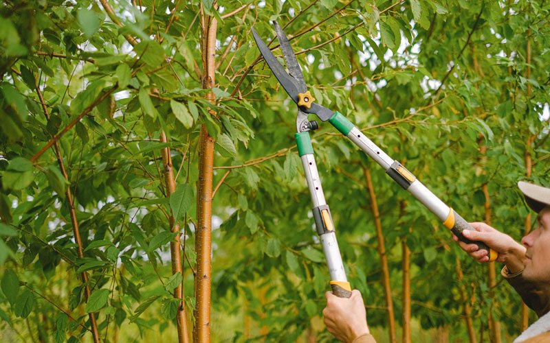 Tree trimming in Newfane, NY